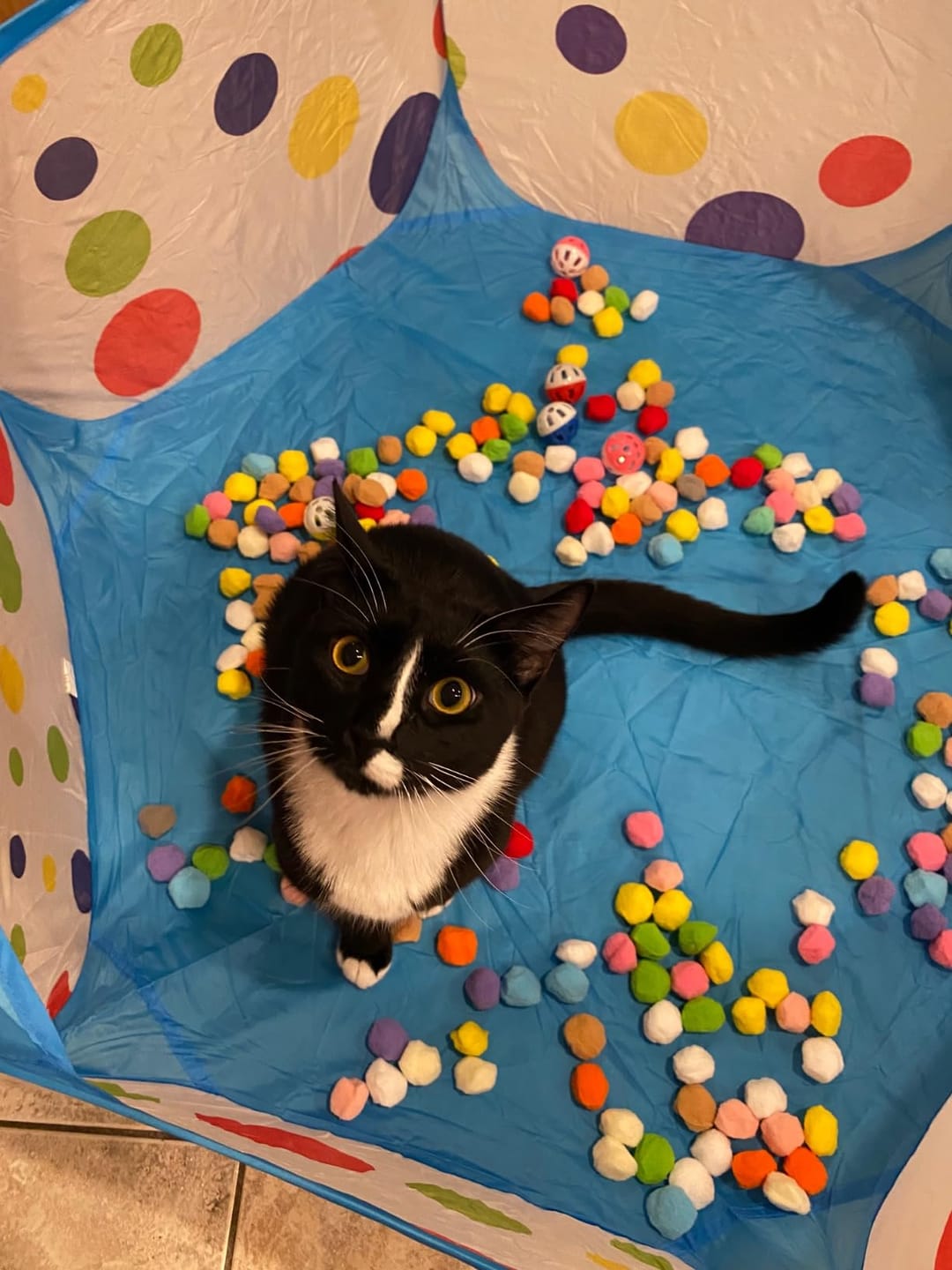 Customer photo review of Calming Puff Launcher (100 x soft fuzzy puff balls)