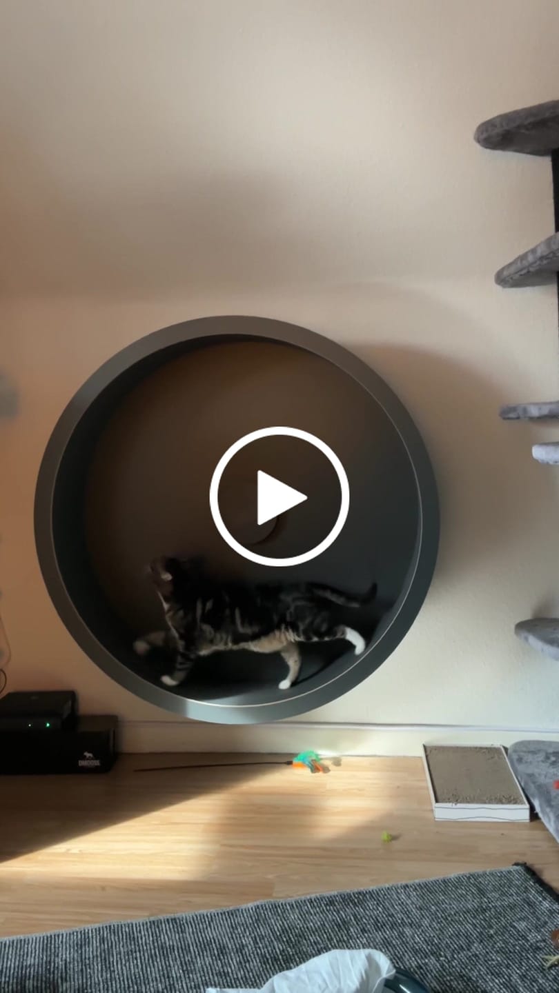Customer video review of Elmato Katzenlaufrad Rocky Wandlaufrad