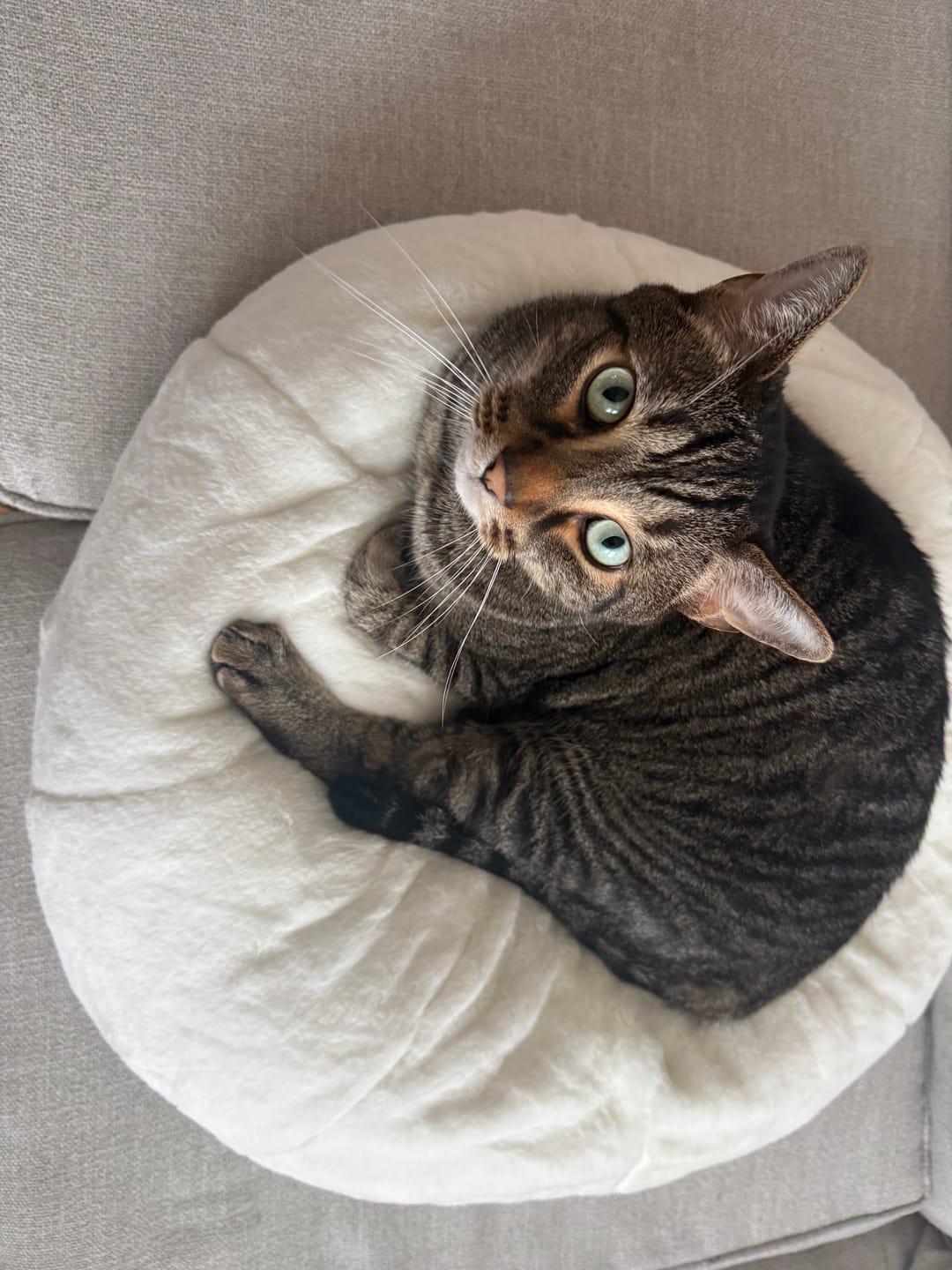 Customer photo review of Sourdough Pudding Bed