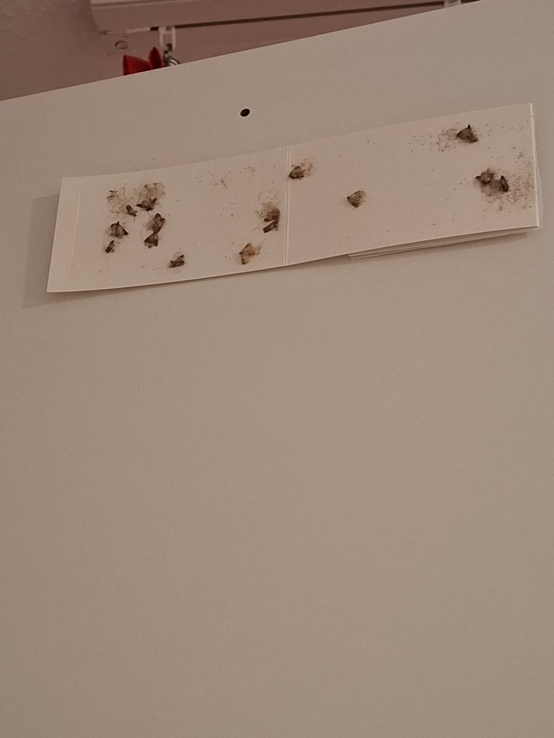Customer photo review of Schlupfwespen gegen Lebensmittelmotten