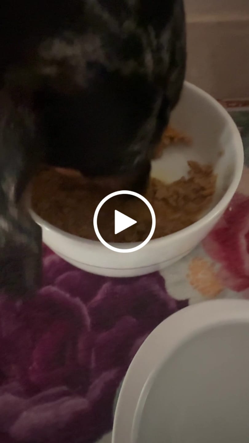 Customer video review of The Good Boy