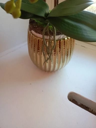 Customer photo review of Geometric Ceramic Vase