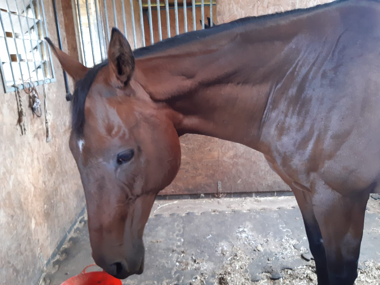 Customer photo review of Horse nutrition