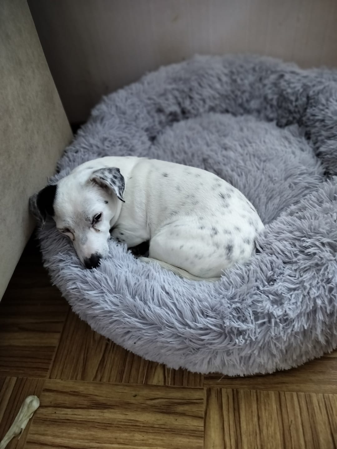 Customer photo review of CalmBedin varapäällinen