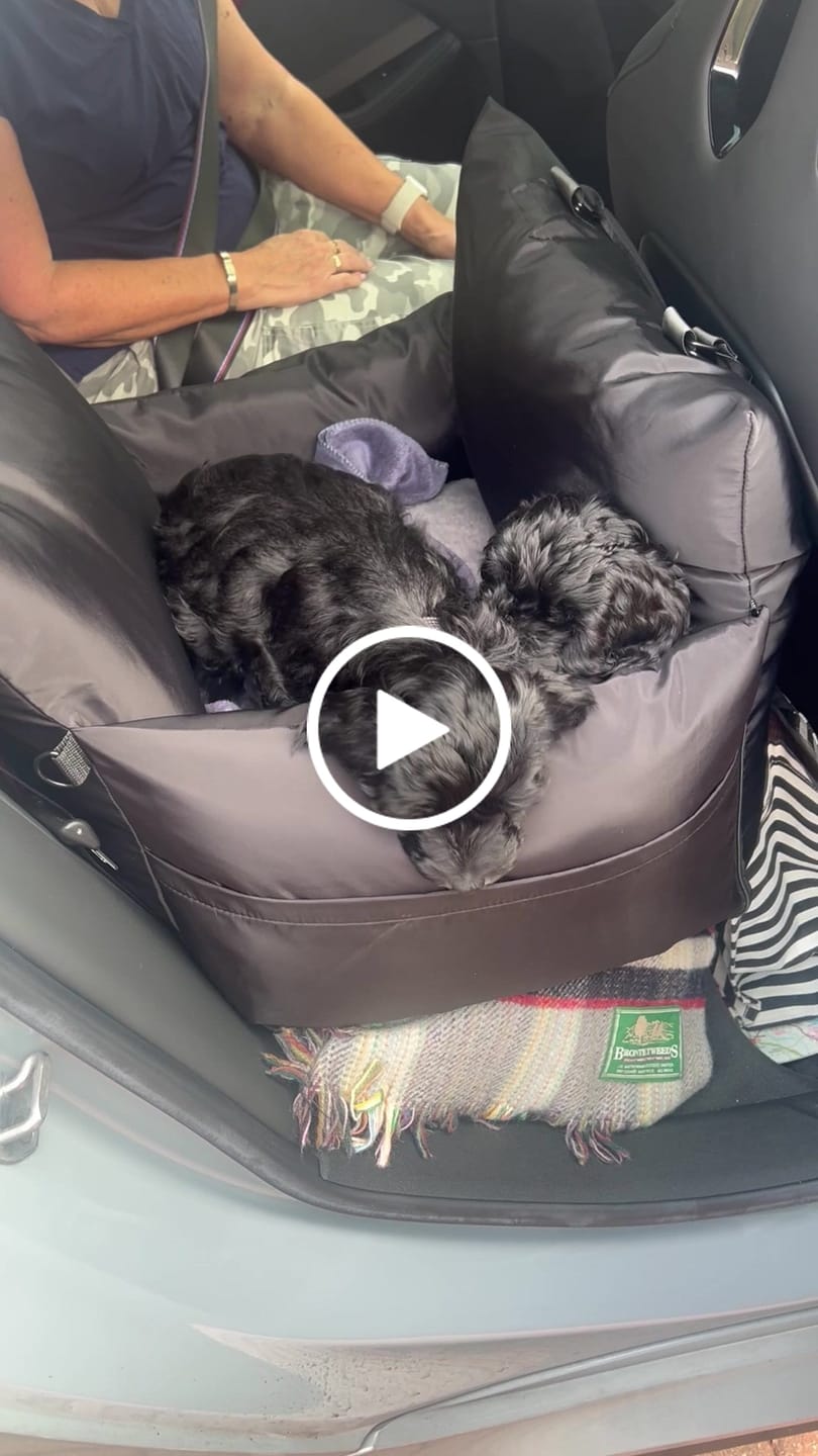 Customer video review of Travel Dog Pod - Now With IsoFix