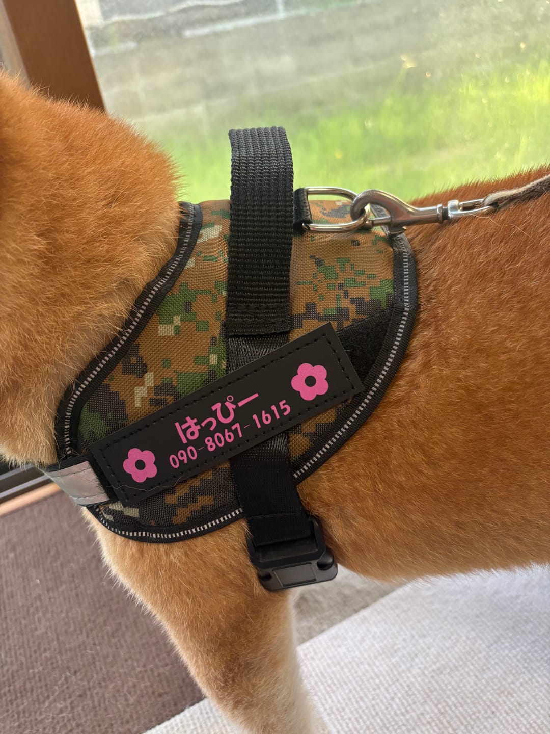 Customer photo review of FunFunPet 高機能ハーネス（お名前タグ作成サービス付き）
