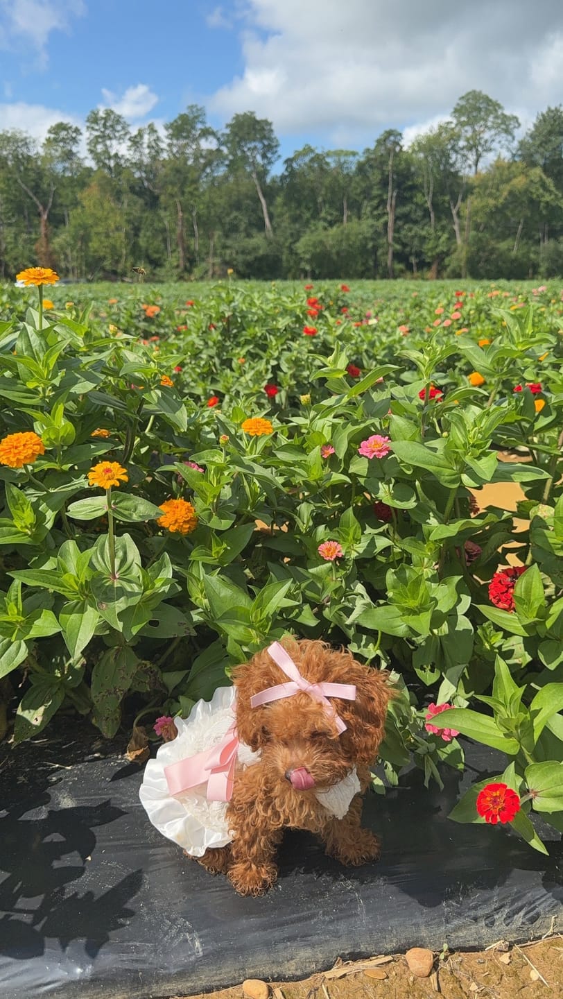 Customer photo review of Butterfly Bow Suspender Dress for Pets