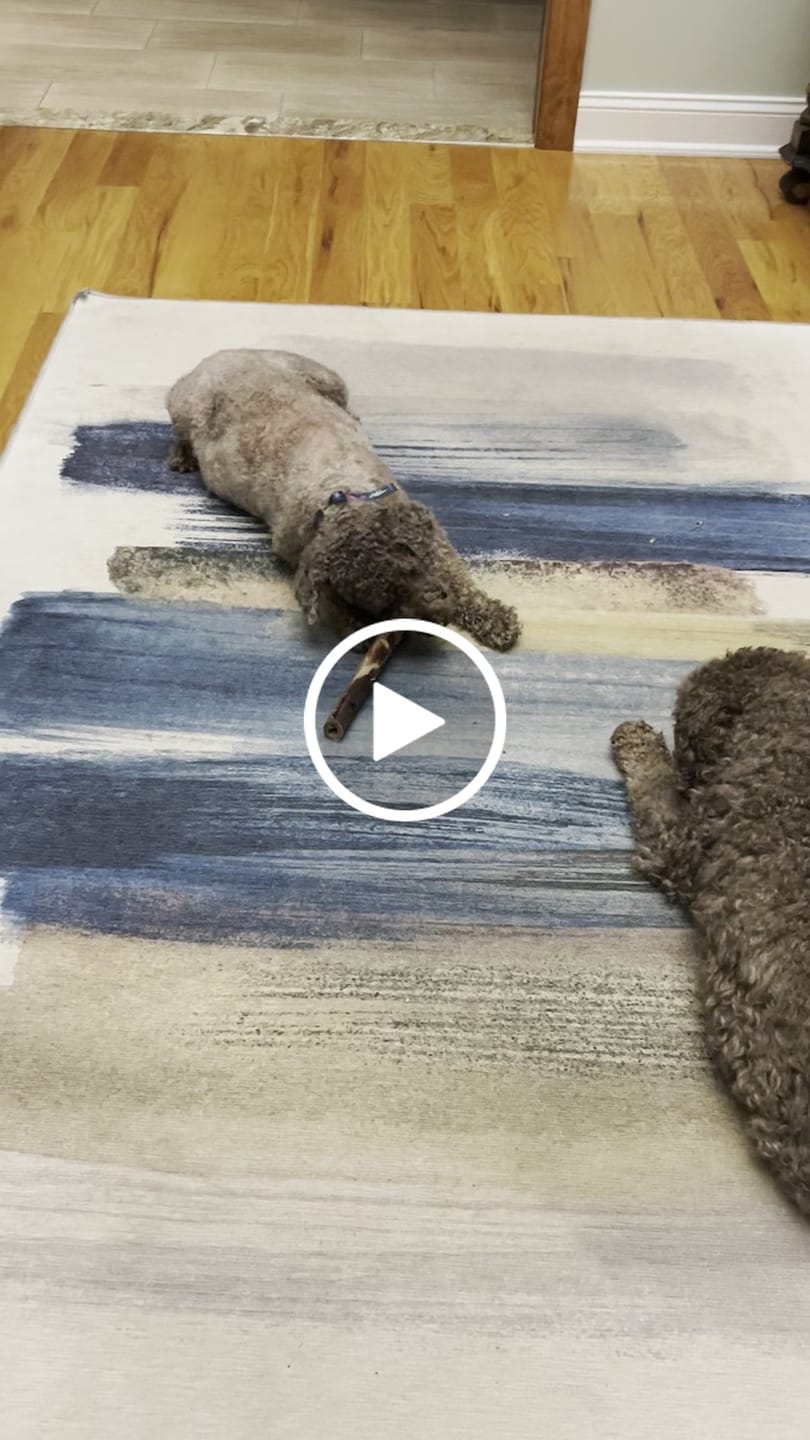 Customer video review of Medium Ostrich Cane (10" x 3"): The Long-Lasting, Flavor-Packed Chew for Medium & Large Dogs