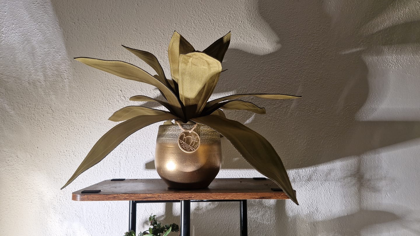 Customer photo review of Agave cangiante