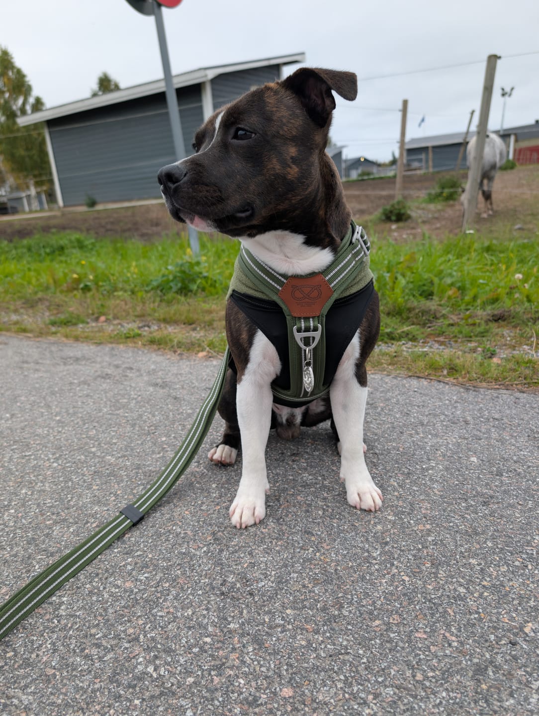 Customer photo review of Staffordshire Bull Terrier 1935® Harness & Leash Set - Green