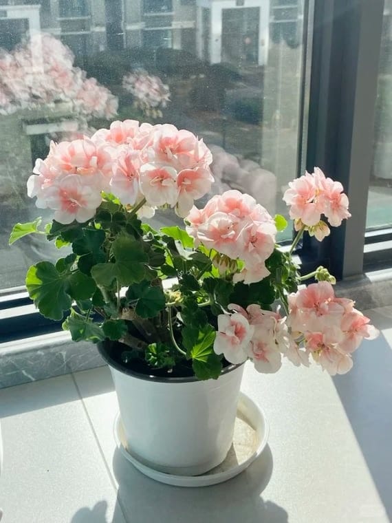 Customer photo review of ✨Labor Day Pre-Sale 45% OFF🌱Eco-Friendly Plantable Seed Calendar 2027