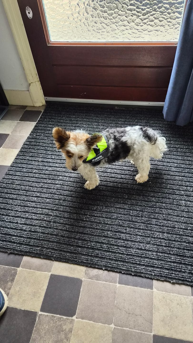 Customer photo review of PawGuard - Gepersonaliseerd Hondentuigje