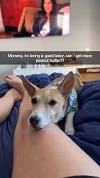 Customer photo review of Purina Pro Plan FortiFlora Dog Probiotic – 30 Sachets for Digestive Support