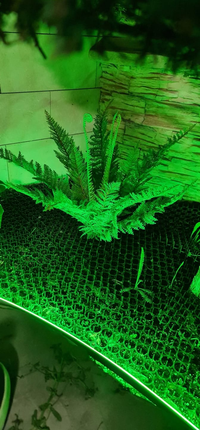Customer photo review of Boston Fern Bush Set