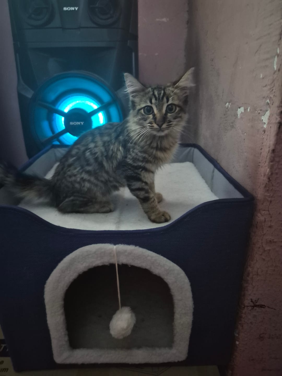 Customer photo review of CT3583 1 Pieza De Casa Cama Plegable Para Mascota