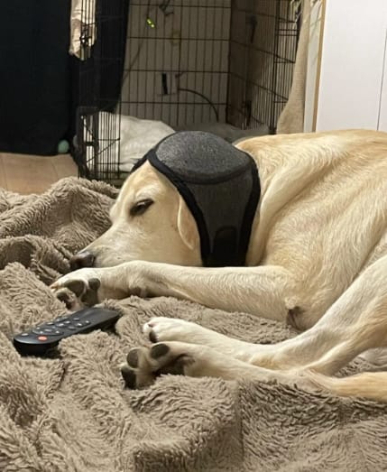 Customer photo review of Orejeras Antirruidos para Perros