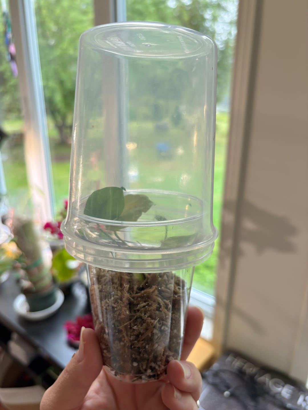 Customer photo review of Tissue Culture Starter Kit