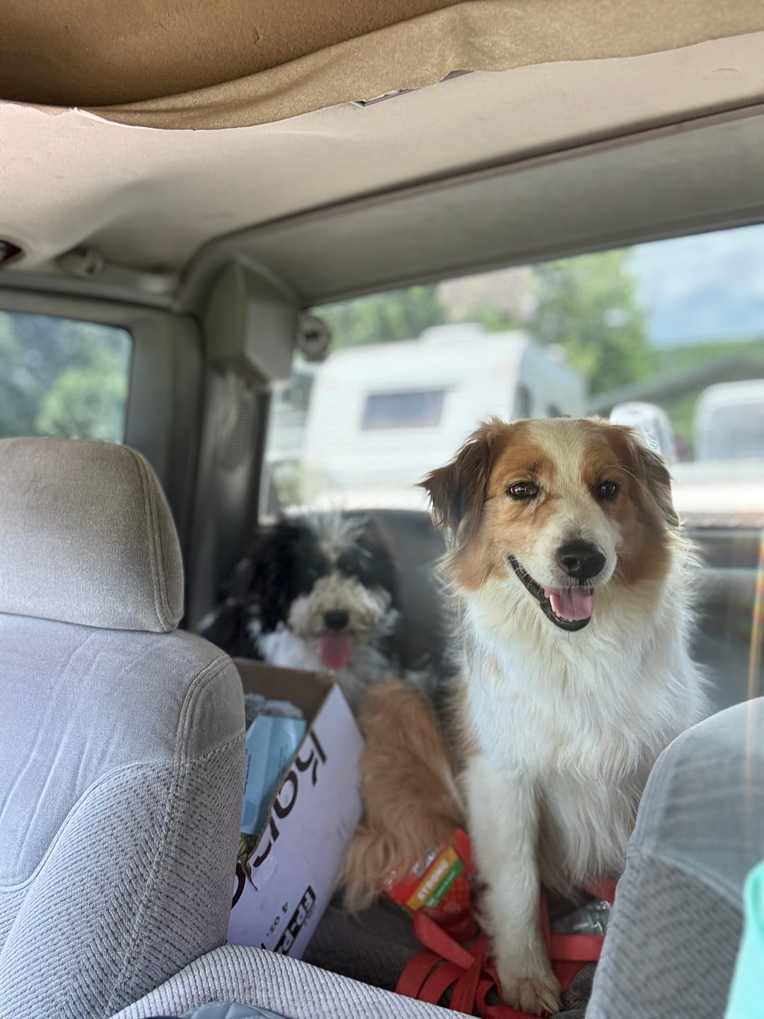 Customer photo review of Bravecto Chew for Dogs - Long-Lasting Flea & Tick Protection