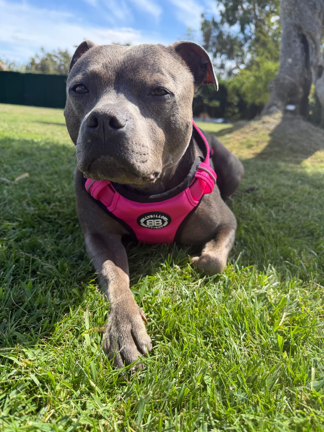 Customer photo review of Comfort Premium Harness | Non Restrictive - Magenta