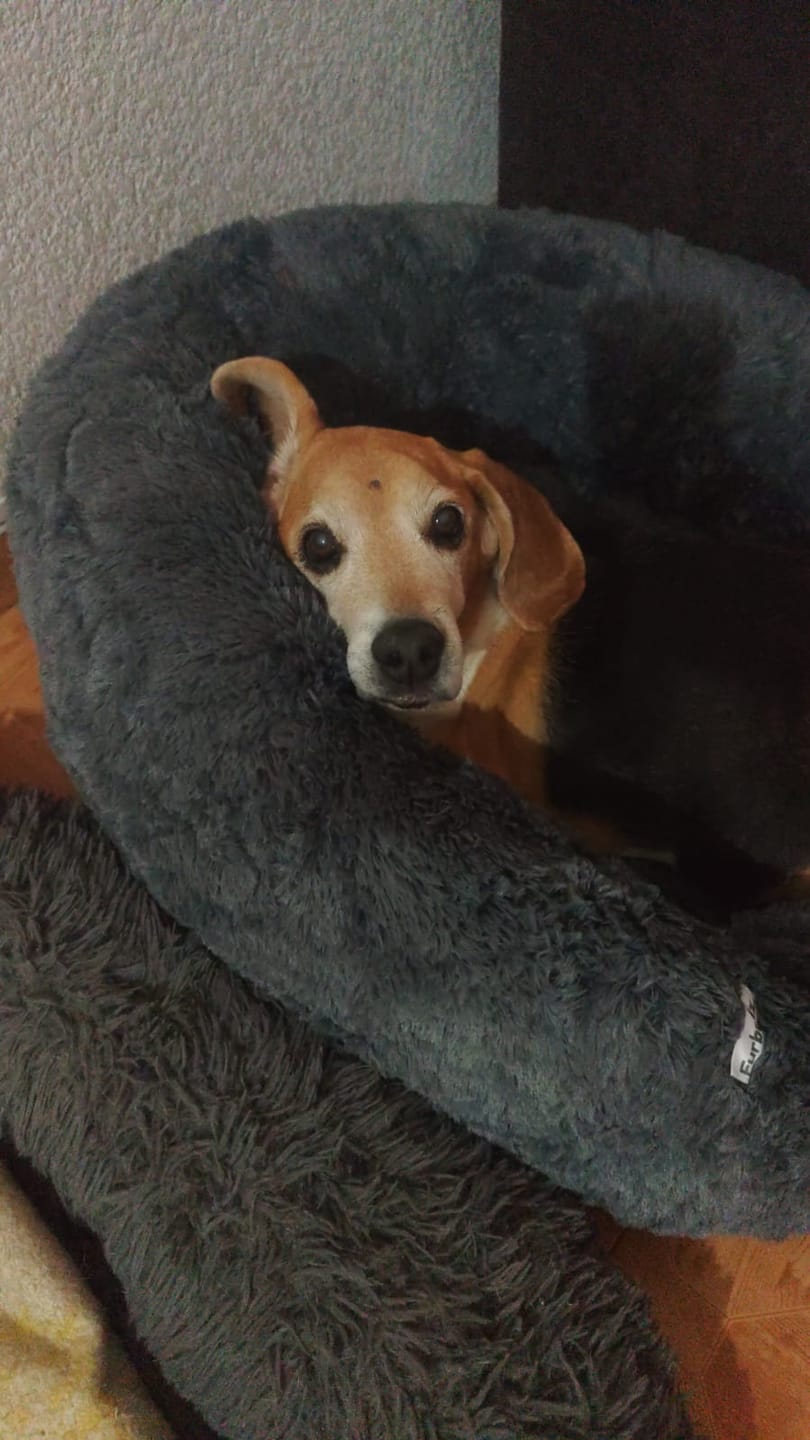 Customer photo review of Cama Antiestrés para Perros