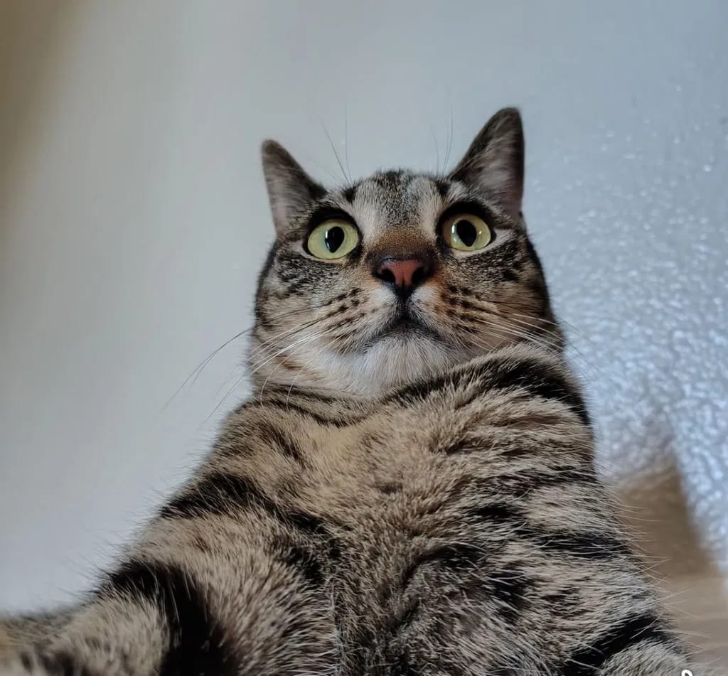 Customer photo review of Renya, la première friandise qui prend soin des reins de votre chat, bien avant les premiers signes