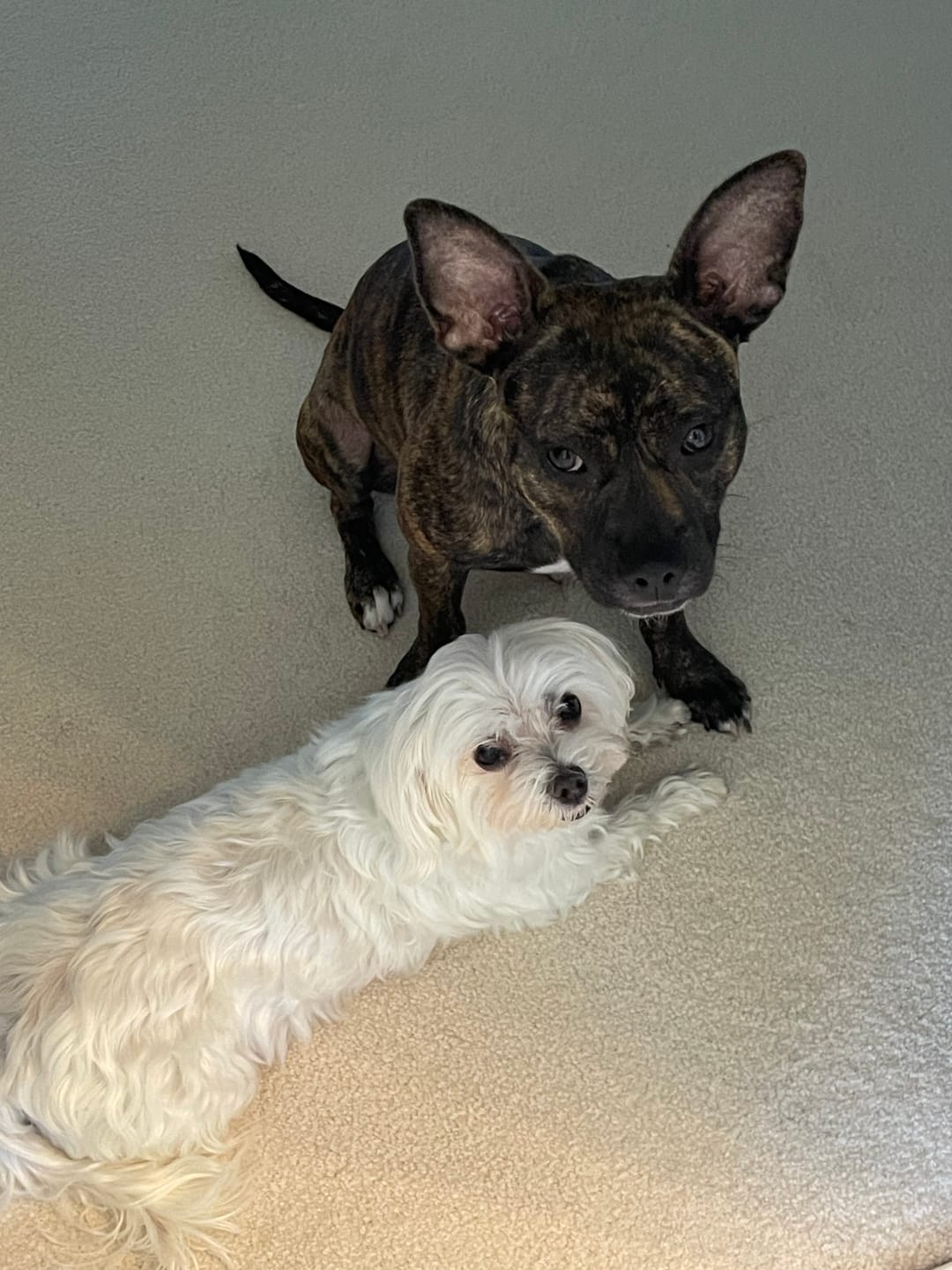 Customer photo review of HealthyMouth® Dental Topical Gel For Dogs (Clinically Proven, VOHC Accepted)