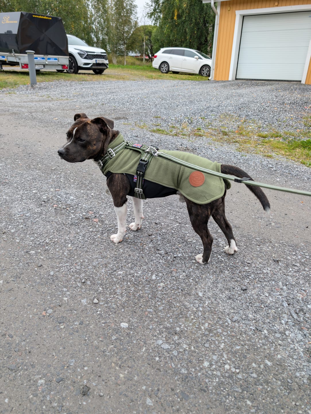 Customer photo review of Staffordshire Bull Terrier 1935® Fleece Coat - Green