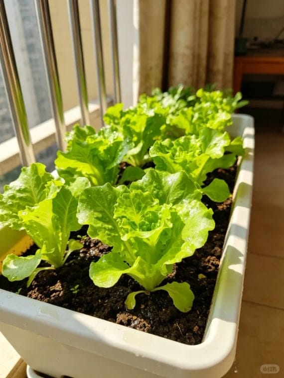 Customer photo review of ✨Labor Day Pre-Sale 45% OFF🌱Eco-Friendly Plantable Verdance Seed Calendar 2027