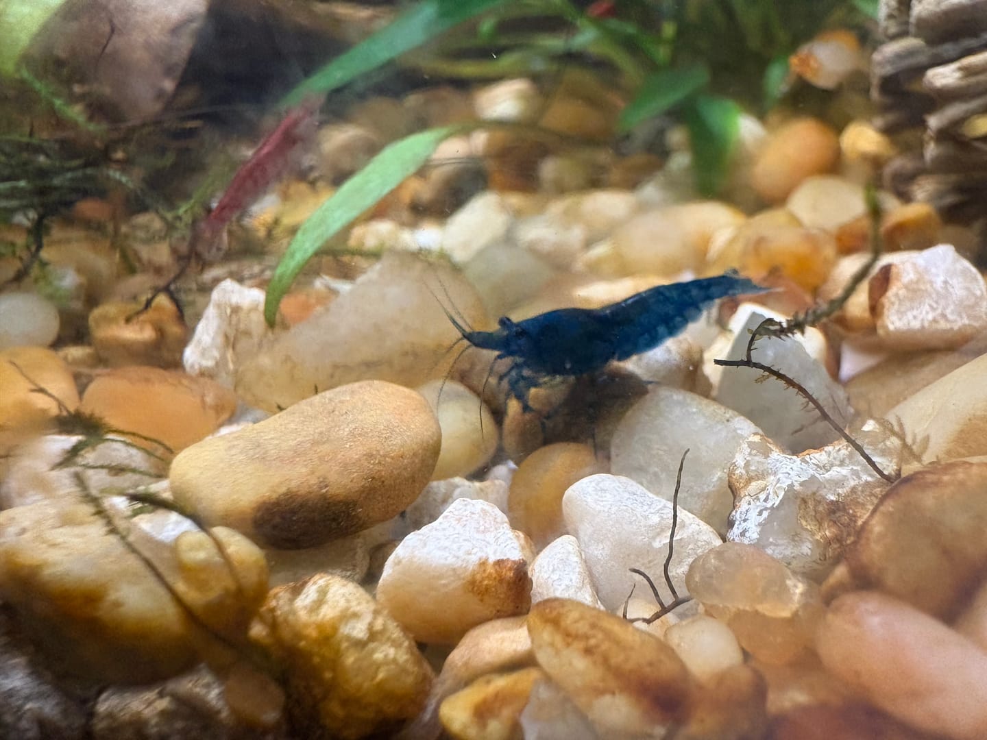 Customer photo review of Blue Dream Shrimp