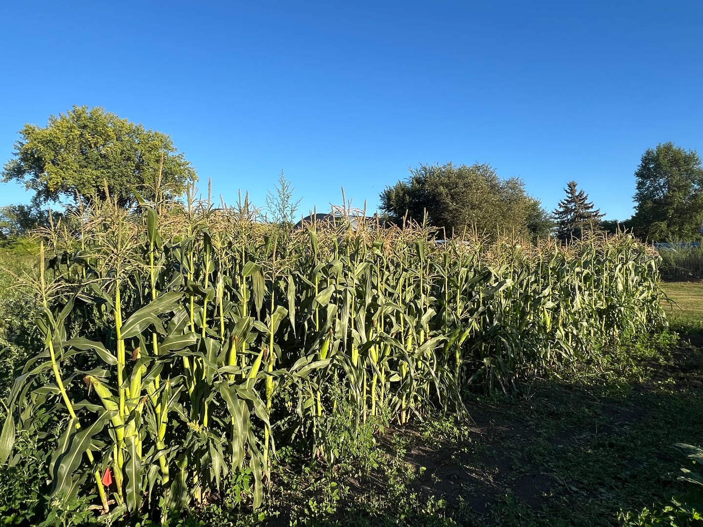 Customer photo review of Revision Attribute II Sweet Corn (Roundup Ready)
