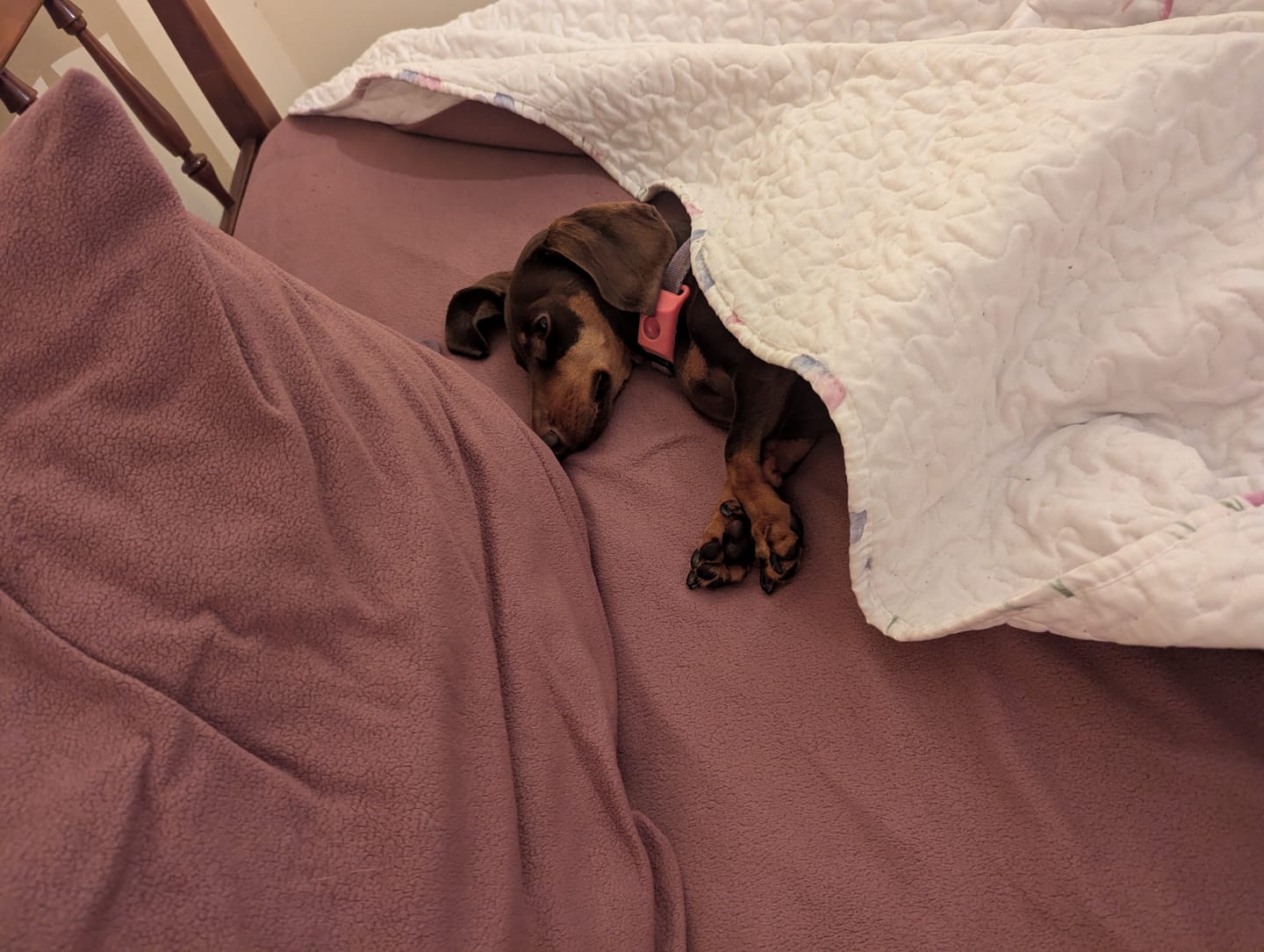 Customer photo review of FurLife™ 12 Months Flea and Tick Free
