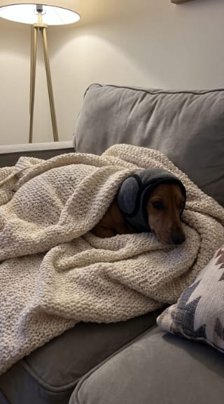 Customer photo review of Orejeras Antirruidos para Perros