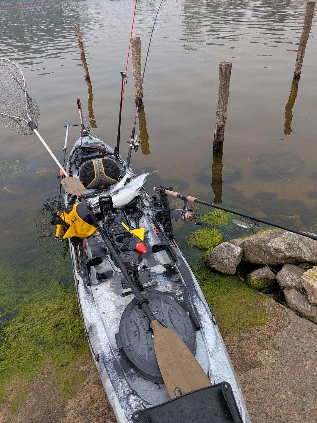 Customer photo review of American Smelt