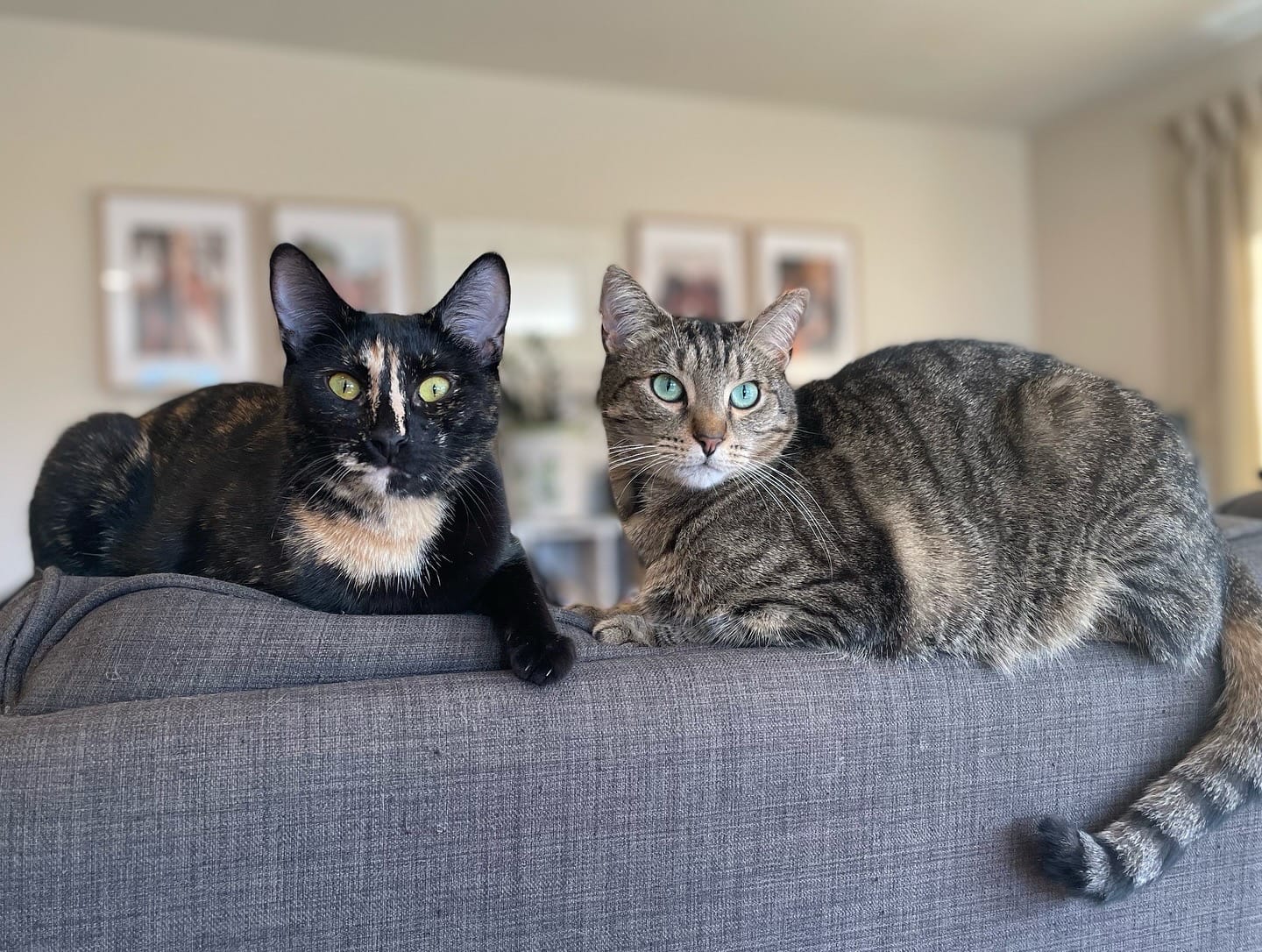 Customer photo review of Fit Litter