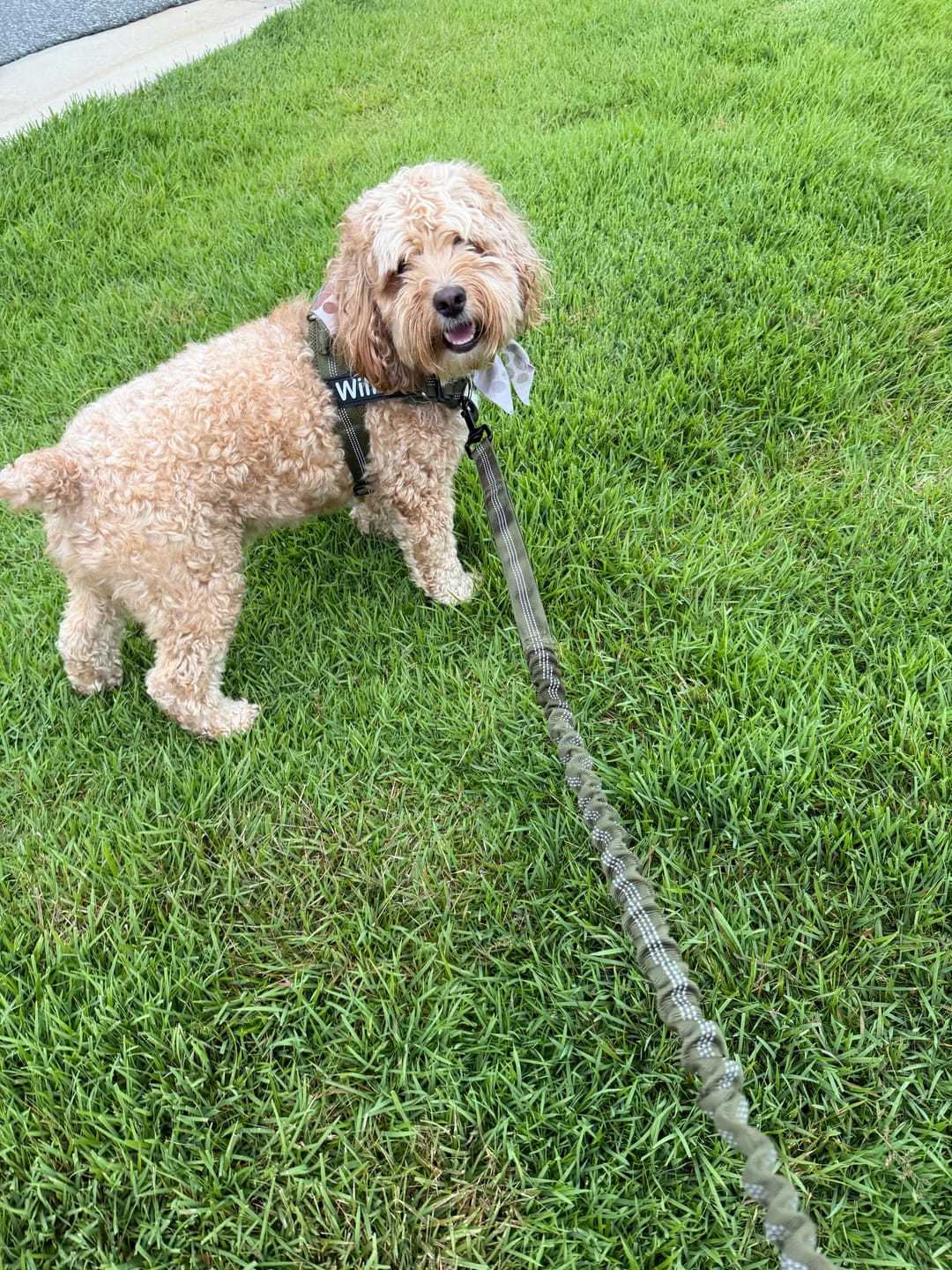 Customer photo review of KAVRIONA No-Pull Dog Harness