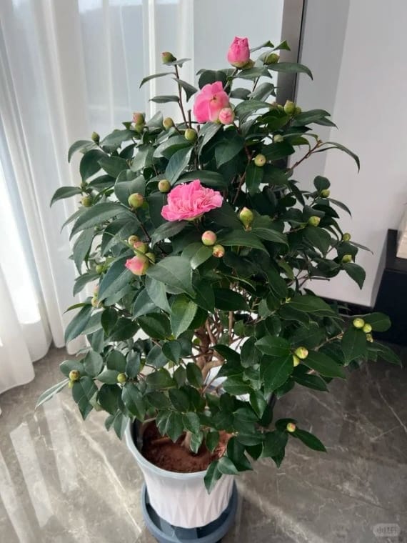 Customer photo review of ✨Labor Day Pre-Sale 45% OFF🌱Eco-Friendly Plantable Harmony Seed Calendar 2027