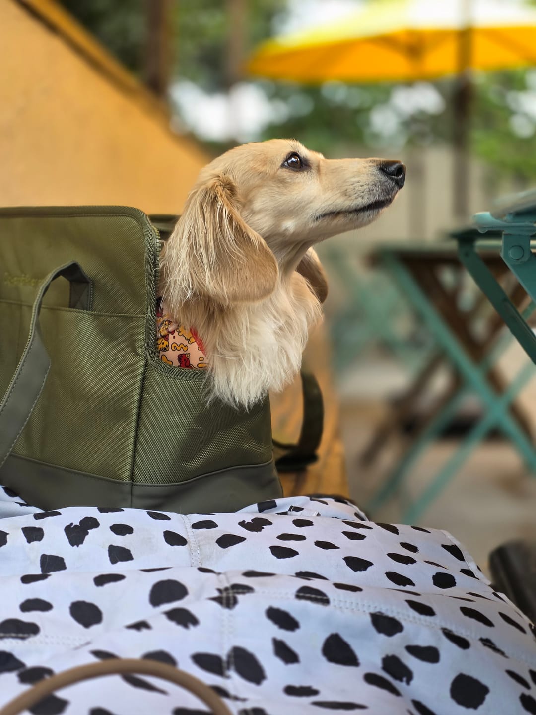 Customer photo review of Olive Green Pet Tote Bag