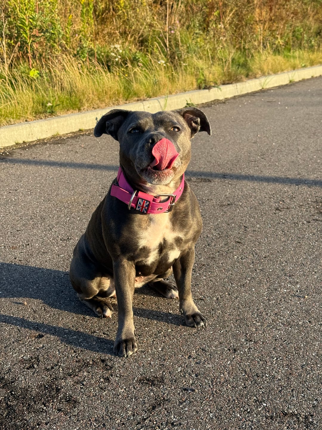 Customer photo review of Staffordshire Bull Terrier 1935® Nylon Collar - Fuchsia