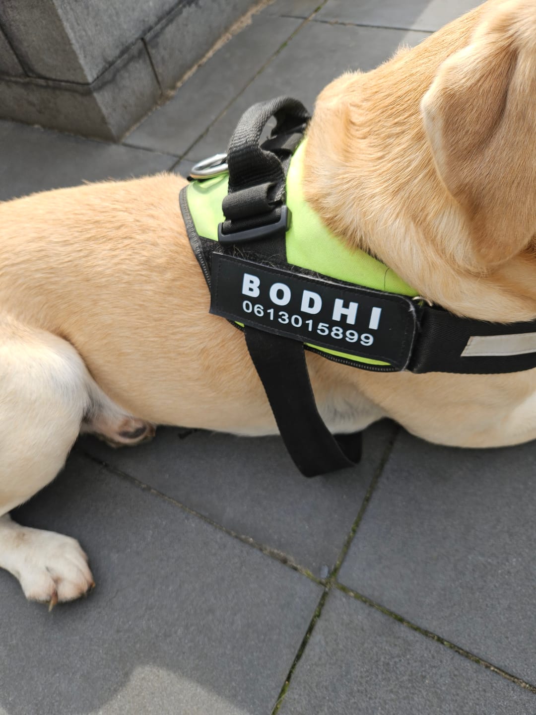 Customer photo review of Taglet - Gepersonaliseerde Velcro Hondentag