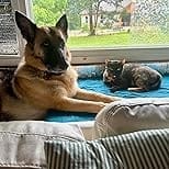 Customer photo review of Purina Pro Plan FortiFlora Dog Probiotic – 30 Sachets for Digestive Support