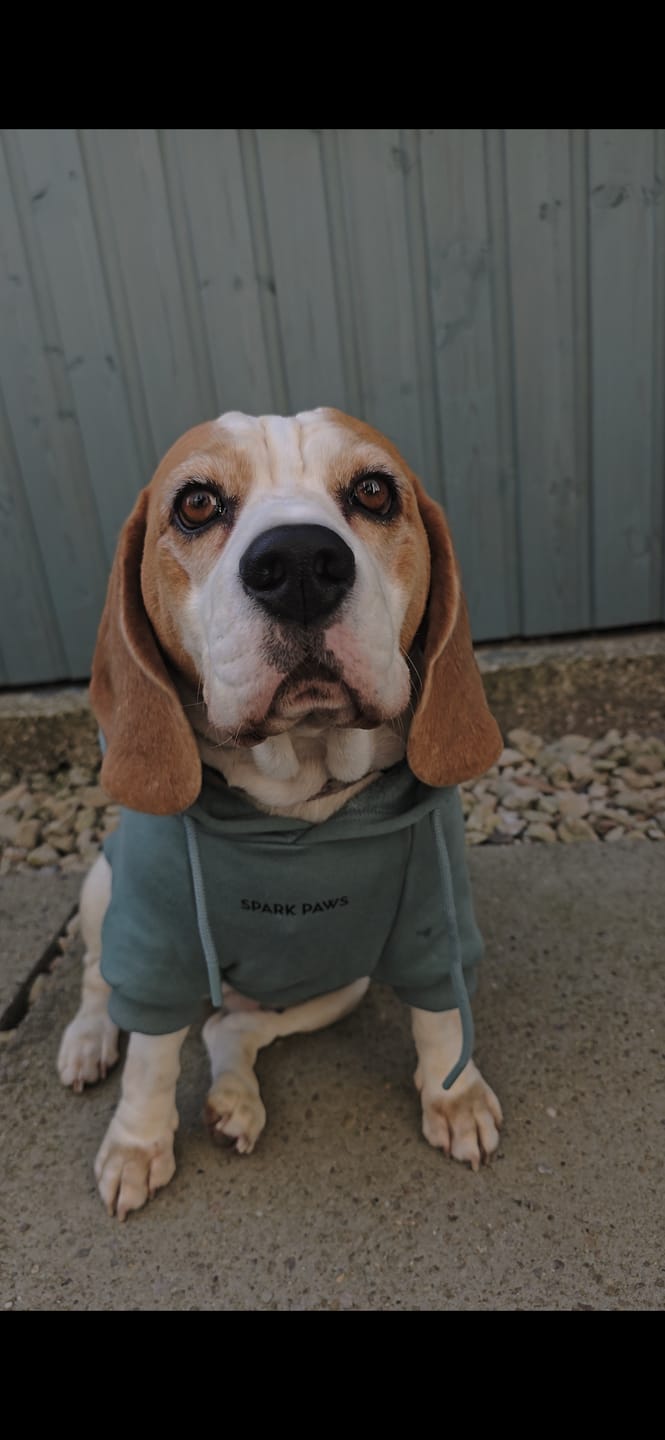 Customer photo review of Essential Dog Hoodie - Teal