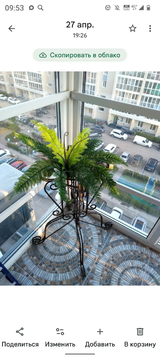 Customer photo review of Boston Fern Bush Set