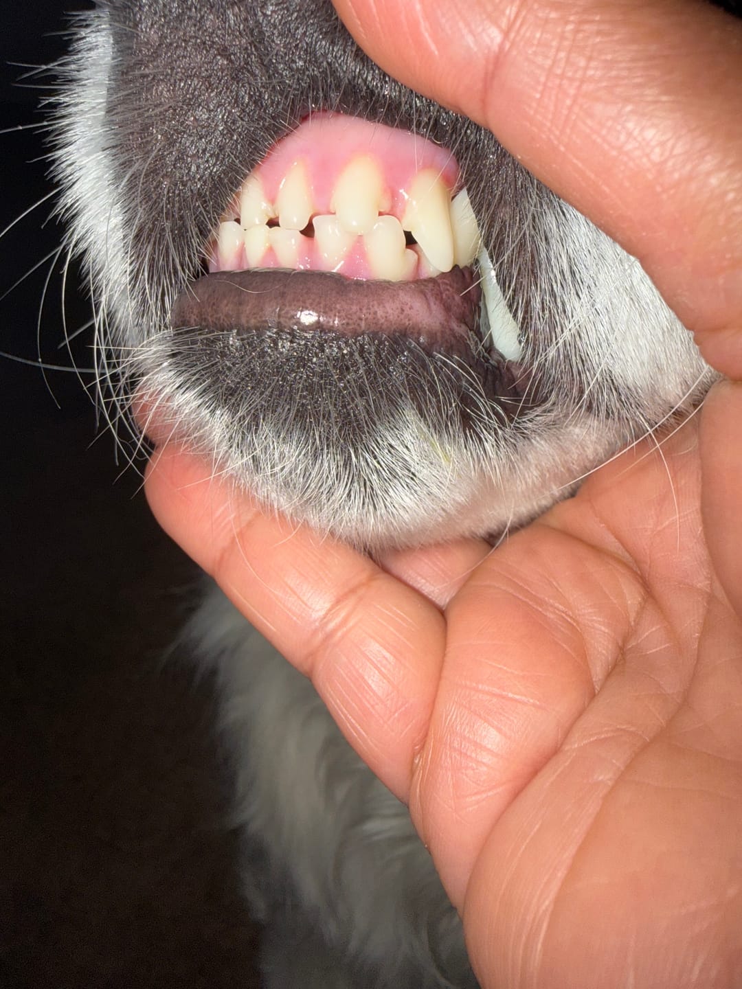 Customer photo review of HealthyMouth® Dental Topical Gel For Dogs (Clinically Proven, VOHC Accepted)