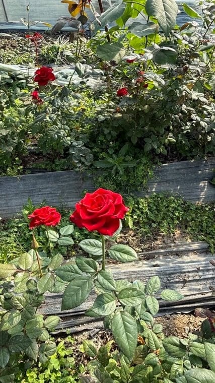 Customer photo review of ✨Labor Day Pre-Sale 45% OFF🌱Eco-Friendly Plantable Seed Calendar 2027
