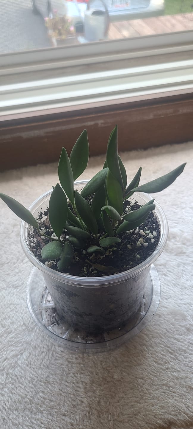 Customer photo review of Hoya sp. aff. burtoniae