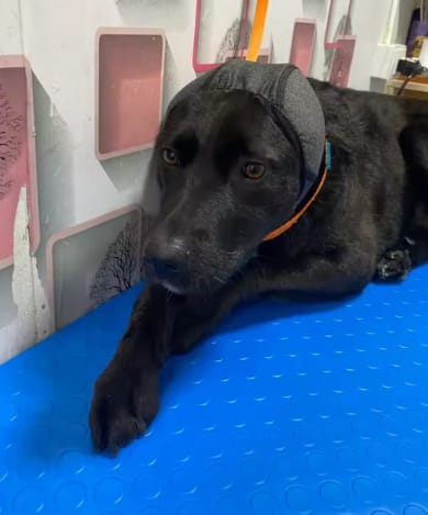 Customer photo review of Orejeras Antirruidos para Perros
