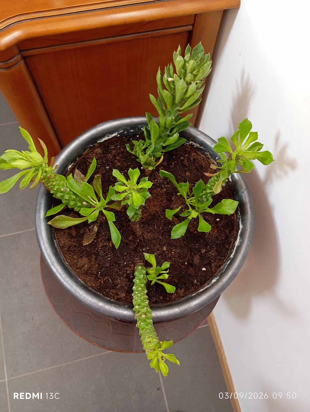 Customer photo review of Euphorbia Guentheri, "Monadenium Guentheri"