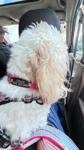 Customer photo review of Pack x3 Collares Remachados para Perro
