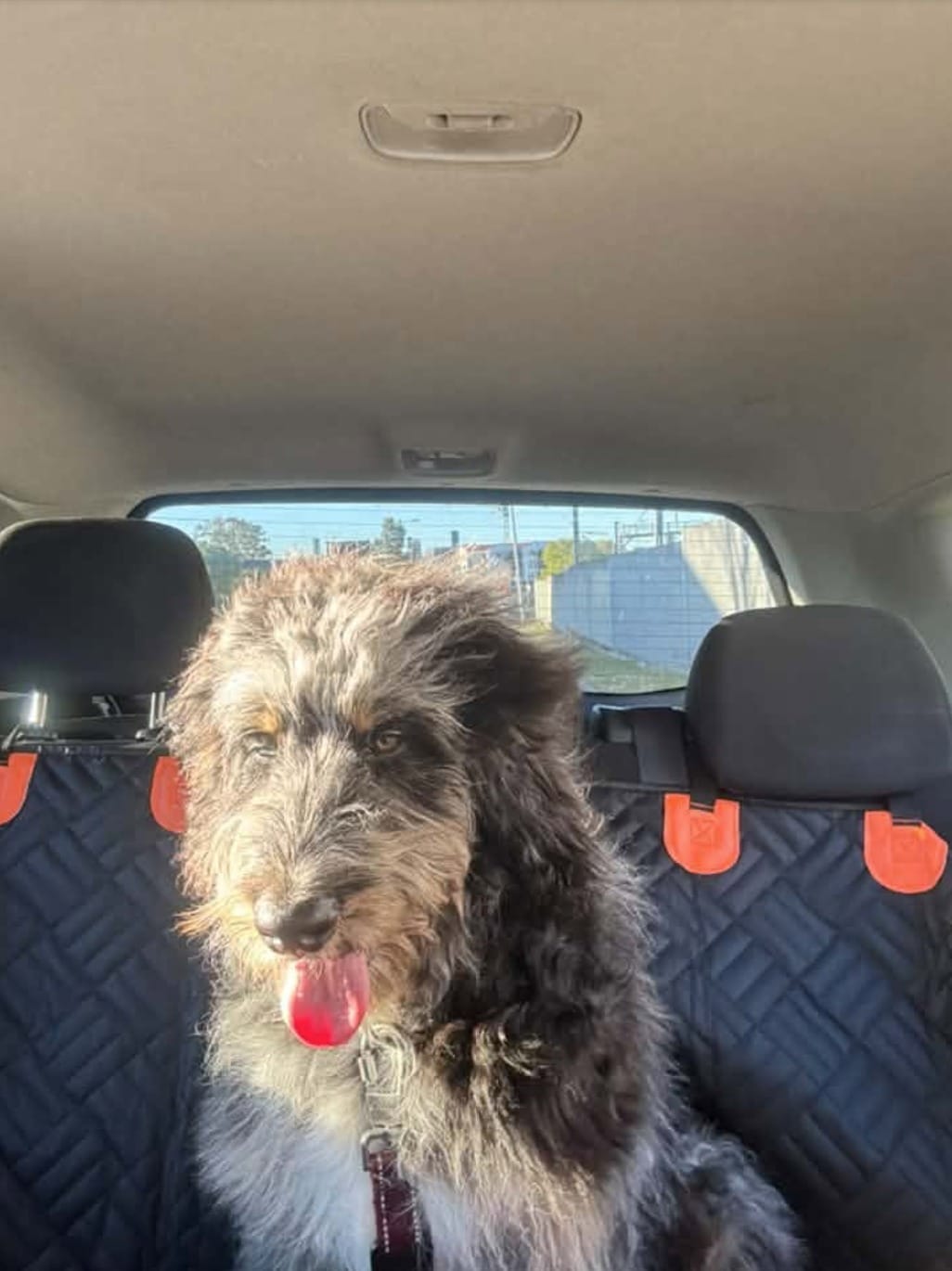 Customer photo review of Marlo&Co™ Dog Seat Cover
