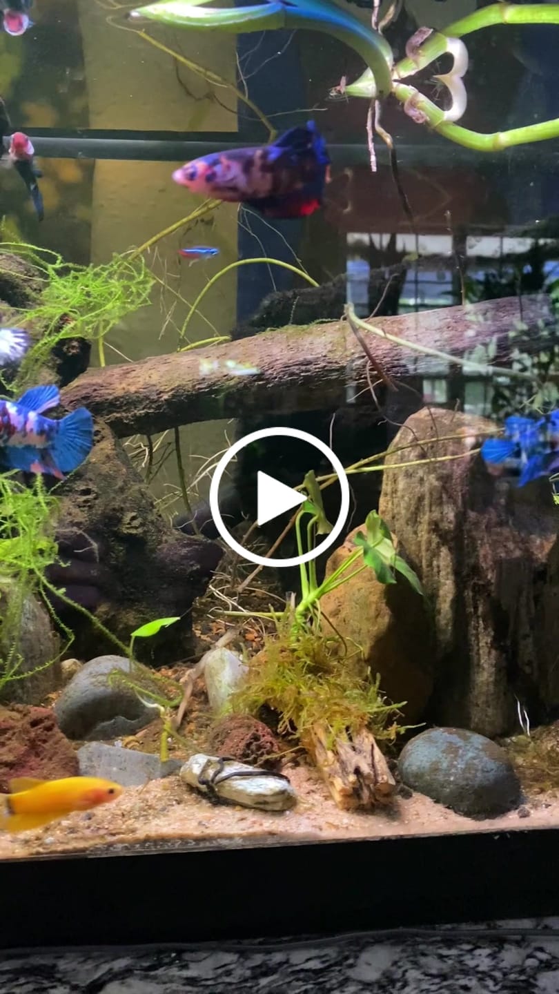 Customer video review of Koi Red Black Base Female Betta Fish | New